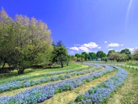 2025年(令和7年) GW連休明け 5月7日(水)8時30分より通常営業再開