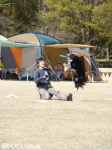 【ディスクドッグスポーツ競技種目】 フリースタイル① 「GⅠ NDA河口湖大会」