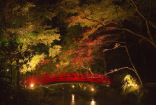 小國神社も紅葉の季節となりました！