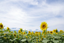 【夏季休暇のお知らせ】どんな夏を過ごされていますか？